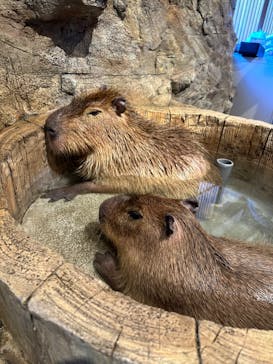 おさるランド＆アニタウン　日光さる軍団劇場に投稿された画像（2024/1/7）