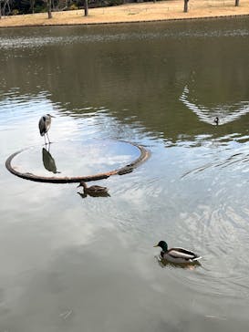 三溪園に投稿された画像（2024/1/7）