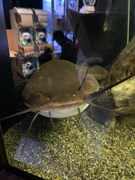 カワスイ 川崎⽔族館に投稿された画像（2024/1/7）