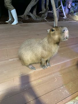 カワスイ 川崎⽔族館に投稿された画像（2024/1/7）