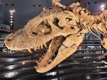 福井県立恐竜博物館に投稿された画像（2024/1/7）