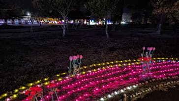 鹿児島イルミナージュに投稿された画像（2024/1/7）