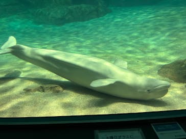 名古屋港水族館に投稿された画像（2024/1/7）