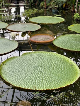 熱川バナナワニ園に投稿された画像（2024/1/7）