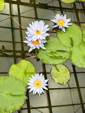 熱川バナナワニ園に投稿された画像（2024/1/7）