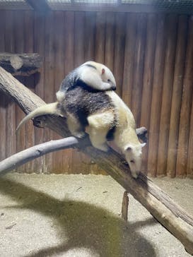 神戸どうぶつ王国に投稿された画像（2024/1/7）