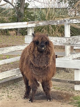 神戸どうぶつ王国に投稿された画像（2024/1/7）