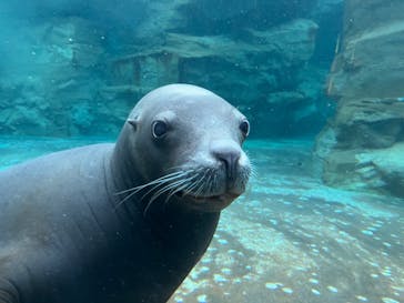 鴨川シーワールドに投稿された画像（2024/1/7）