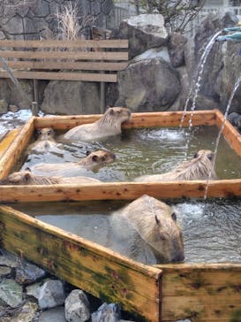 那須どうぶつ王国に投稿された画像（2024/1/7）