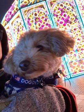 神戸イルミナージュに投稿された画像（2024/1/7）