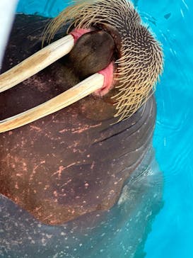 鴨川シーワールドに投稿された画像（2024/1/7）