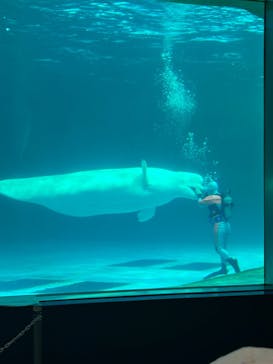 鴨川シーワールドに投稿された画像（2024/1/7）