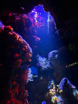 サンシャイン水族館に投稿された画像（2024/1/7）