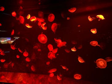 サンシャイン水族館に投稿された画像（2024/1/7）