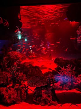 サンシャイン水族館に投稿された画像（2024/1/7）