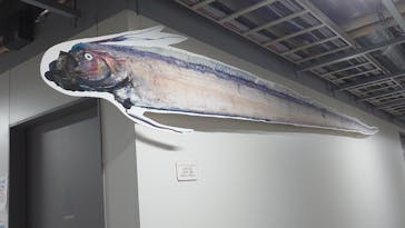 上越市立水族博物館 うみがたりに投稿された画像（2024/1/7）