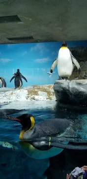 鴨川シーワールドに投稿された画像（2024/1/7）