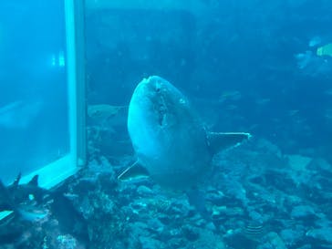 下田海中水族館に投稿された画像（2024/1/7）