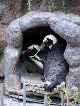 サンシャイン水族館に投稿された画像（2024/1/7）