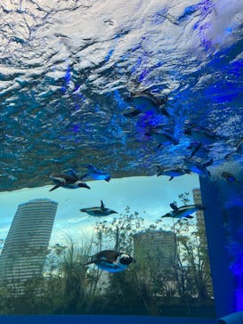 サンシャイン水族館に投稿された画像（2024/1/7）