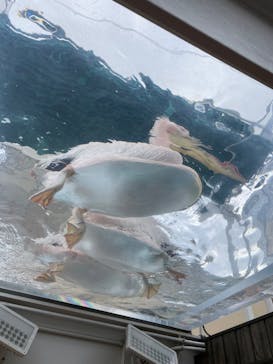 サンシャイン水族館に投稿された画像（2024/1/7）