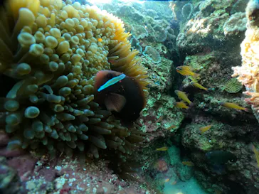 武藤潜水に投稿された画像（2024/1/8）