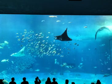 沖縄美ら海水族館（館内体験）に投稿された画像（2024/1/8）