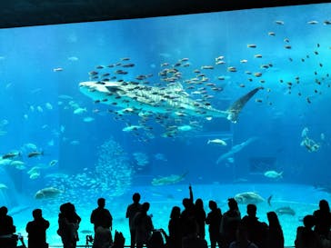 沖縄美ら海水族館（館内体験）に投稿された画像（2024/1/8）