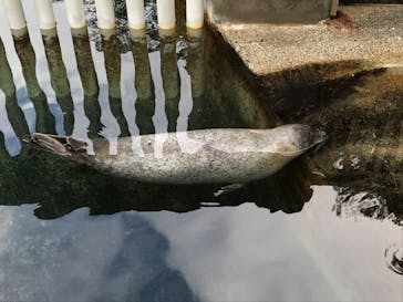 下田海中水族館に投稿された画像（2024/1/8）