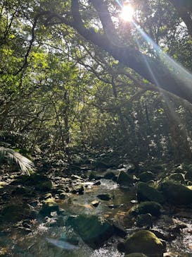 西表島 ADVENTURE PiPi（アドベンチャーピピ）に投稿された画像（2024/1/8）