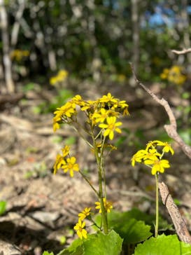 西表島 ADVENTURE PiPi（アドベンチャーピピ）に投稿された画像（2024/1/8）