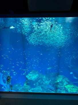 アクアワールド茨城県大洗水族館に投稿された画像（2024/1/8）