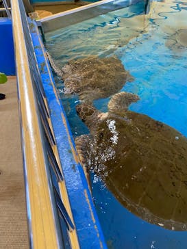越前松島水族館に投稿された画像（2024/1/8）