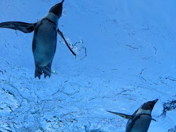 サンシャイン水族館に投稿された画像（2024/1/8）