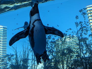 サンシャイン水族館に投稿された画像（2024/1/8）