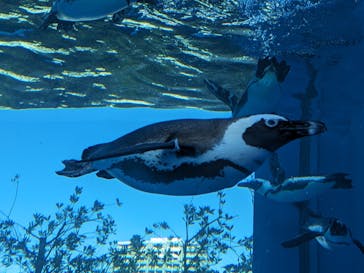 サンシャイン水族館に投稿された画像（2024/1/8）