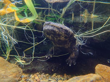 世界淡水魚園水族館　アクア・トトぎふに投稿された画像（2024/1/8）