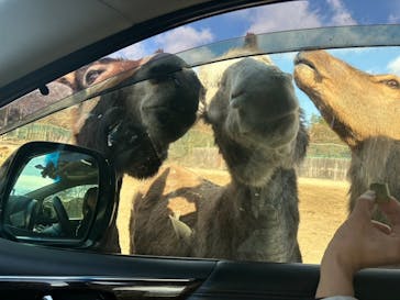 那須サファリパークに投稿された画像（2024/1/8）