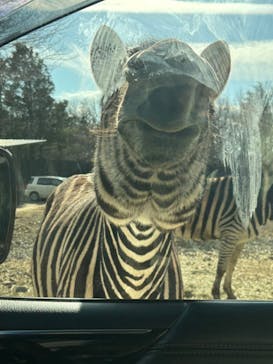 那須サファリパークに投稿された画像（2024/1/8）