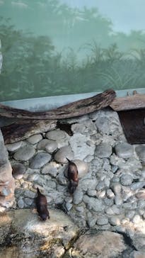 世界淡水魚園水族館　アクア・トトぎふに投稿された画像（2024/1/8）