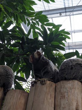 神戸どうぶつ王国に投稿された画像（2024/1/8）