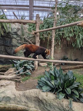 神戸どうぶつ王国に投稿された画像（2024/1/8）