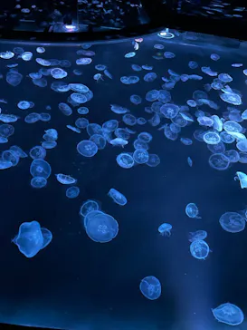 すみだ水族館に投稿された画像（2024/1/8）