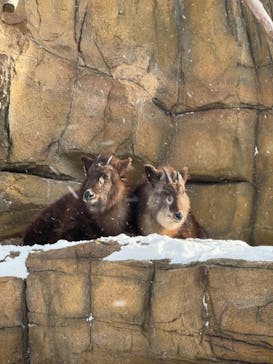 那須どうぶつ王国に投稿された画像（2024/1/8）