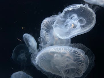 伊豆・三津シーパラダイスに投稿された画像（2024/1/8）