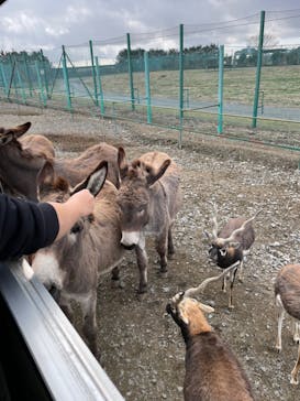 岩手サファリパークに投稿された画像（2024/1/8）