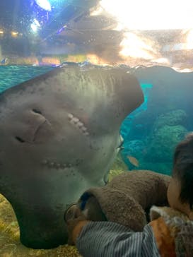 新江ノ島水族館に投稿された画像（2024/1/8）