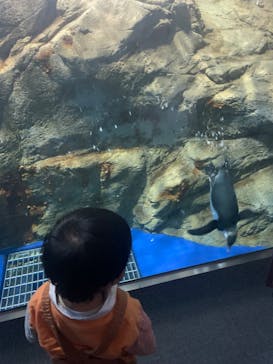 新江ノ島水族館に投稿された画像（2024/1/8）