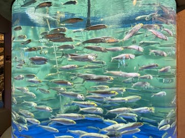 しながわ水族館に投稿された画像（2024/1/8）