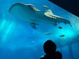 沖縄美ら海水族館に投稿された画像（2024/1/8）